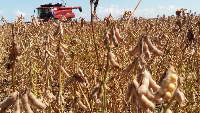 Colheita no Brasil limitará demanda chinesa por soja dos EUA, diz corretor