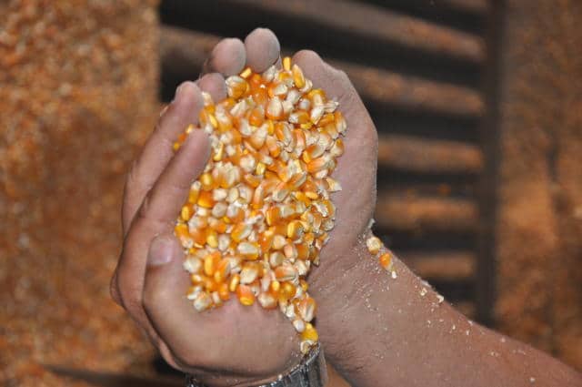 Paraná: Ministério da Agricultura apreende sementes de milho híbrido