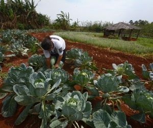 Agrovilas devem fomentar  agricultura familiar na Capital