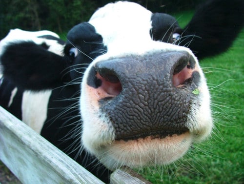 Agricultura cria comitê para atualizar normas de erradicação da vaca louca