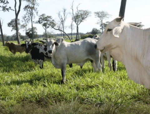 Ministério da Agricultura confirma caso atípico de vaca louca em MT