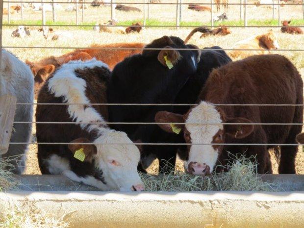 Secretaria da Agricultura de SC confirma casos de raiva bovina em 11 cidades
