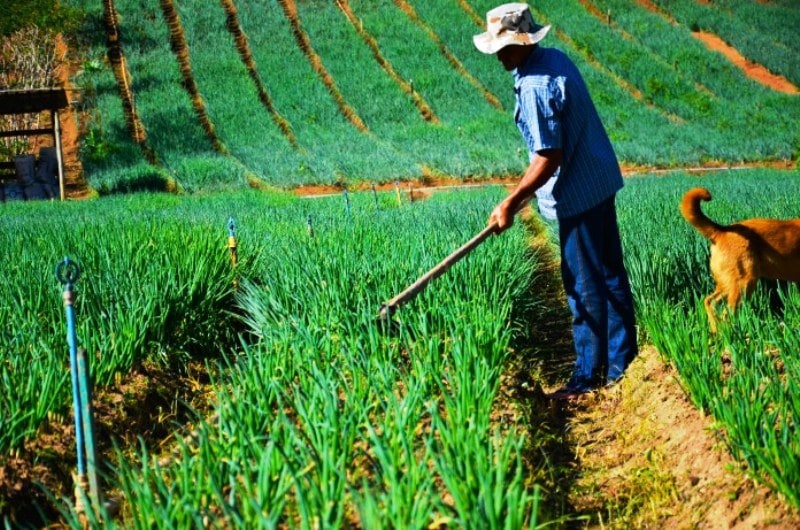 Propostas para a elaborao de polticas agrcola e agrria para o Brasil -  CONAFER