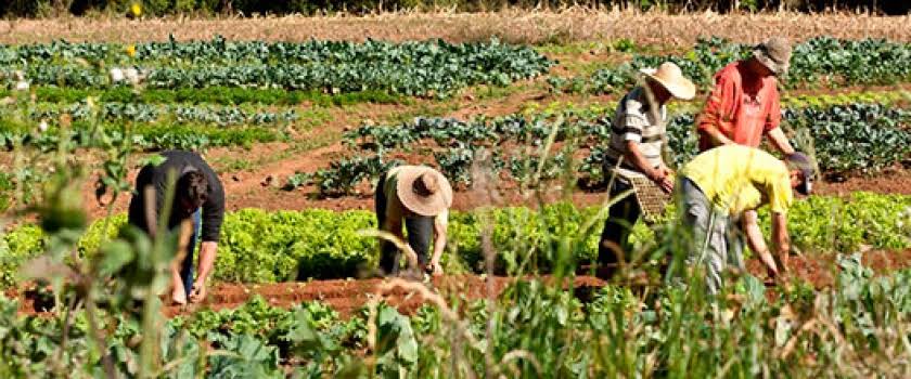 Projeto prevê até R$ 3 mil de auxílio emergencial para pequenos agricultores e feirantes