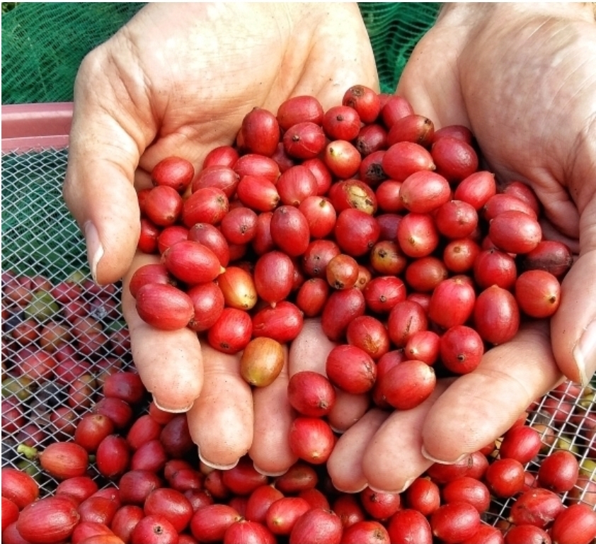 Café, um estímulo ao crescimento da agricultura familiar