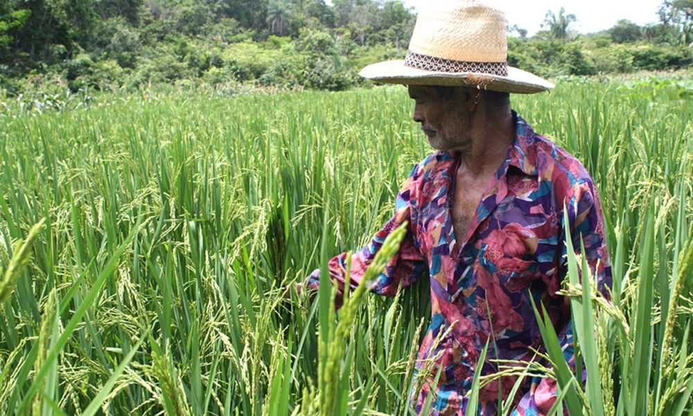 Um salve aos agricultores quilombolas e sua história de resistência