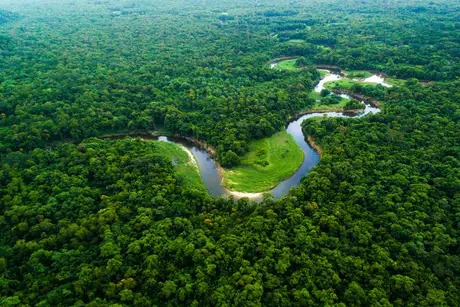 Amazônia, a grande protetora da vida no planeta