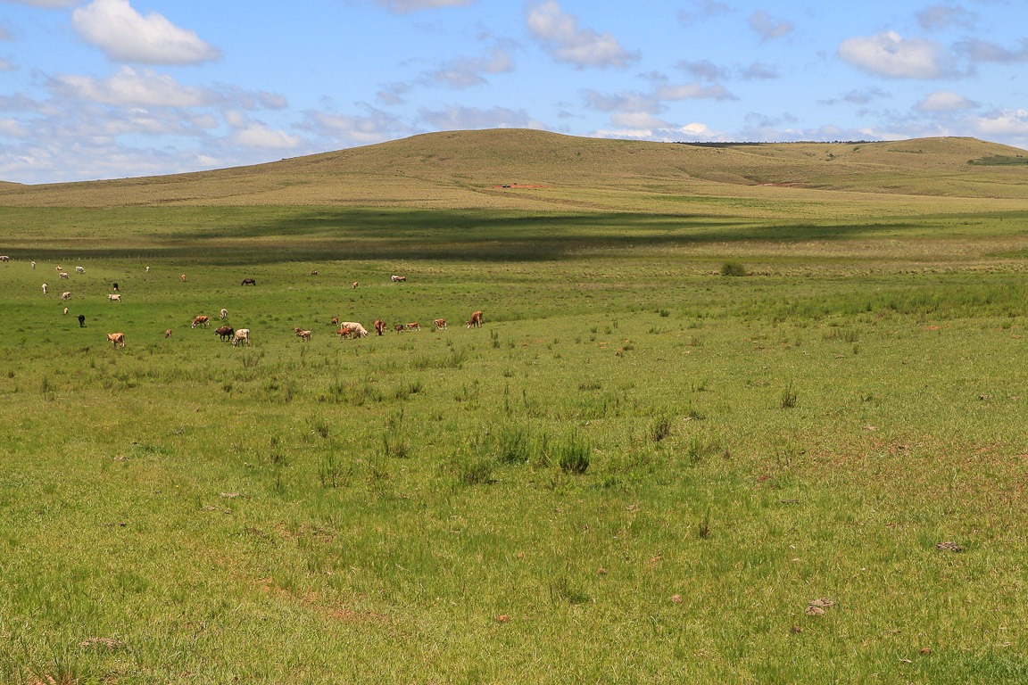 No Sul do país, agricultura familiar atua na preservação do bioma Pampa
