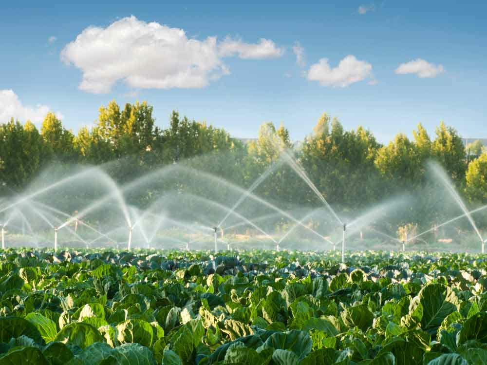 Nordeste e Sudeste têm crédito facilitado no programa de irrigação lançado pelo Mapa