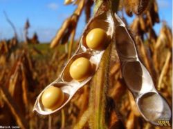 Produtores agrofamiliares já podem planejar o plantio da soja