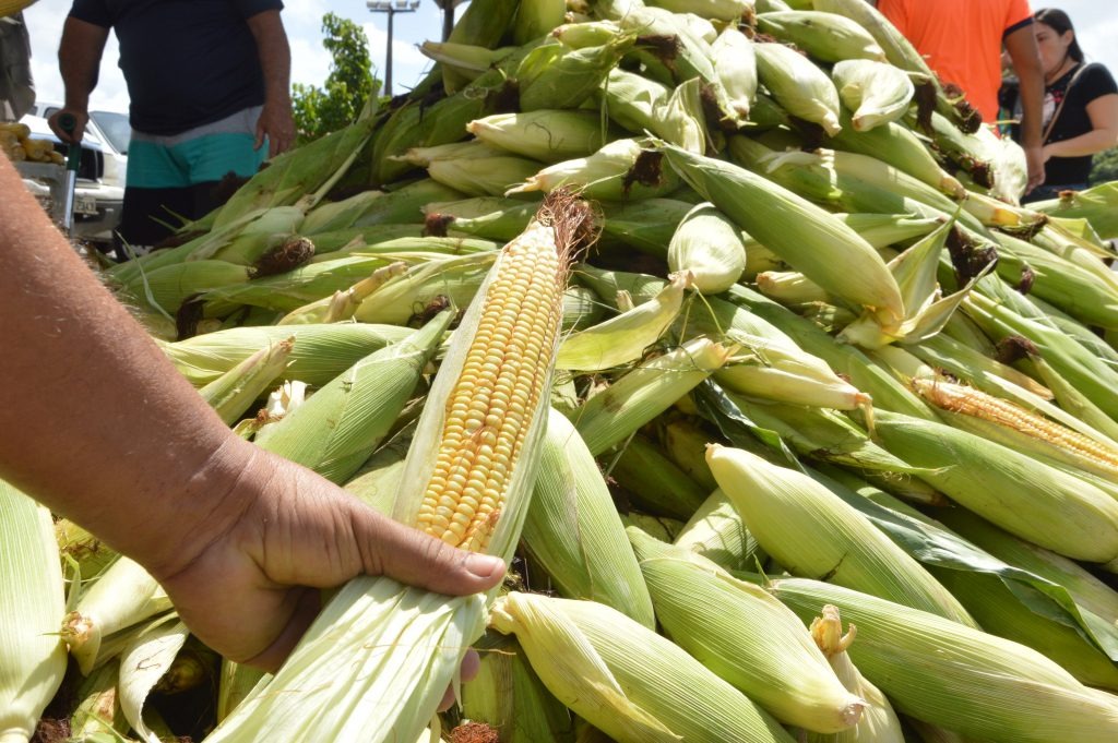 Zoneamento agrícola do milho 1ª safra 2021/2022 contempla 17 estados