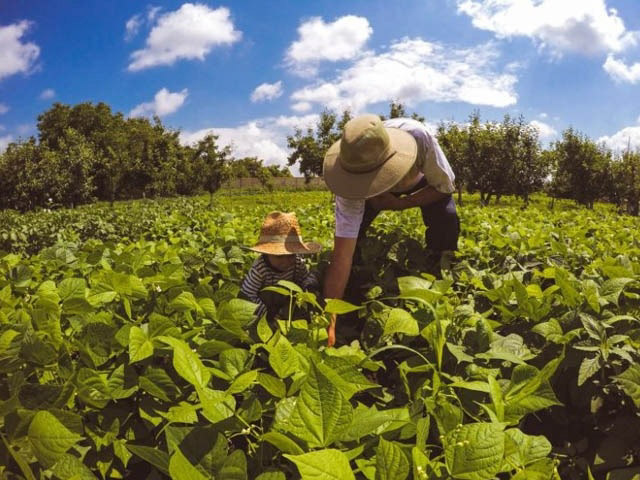 Balanço de Financiamento Agropecuário registra 16 bilhões em Pronafs na Safra 20/21