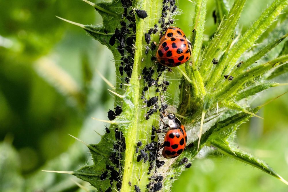 AGROPECUÁRIA SUSTENTÁVEL: bioinsumos tem curso gratuito à distância com inscrições até 27 de julho