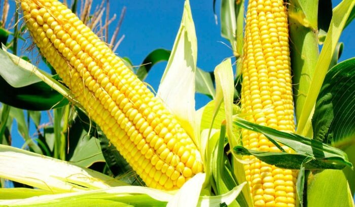 PESQUISA EMBRAPA: milho doce ganha armadilha biológica para o agricultor não amargar perdas com mosca-da-espiga