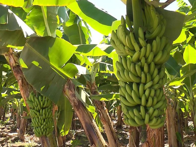 CONAFER INFORMA: bananais paulistas em alerta contra as pragas da fusariose e do moko