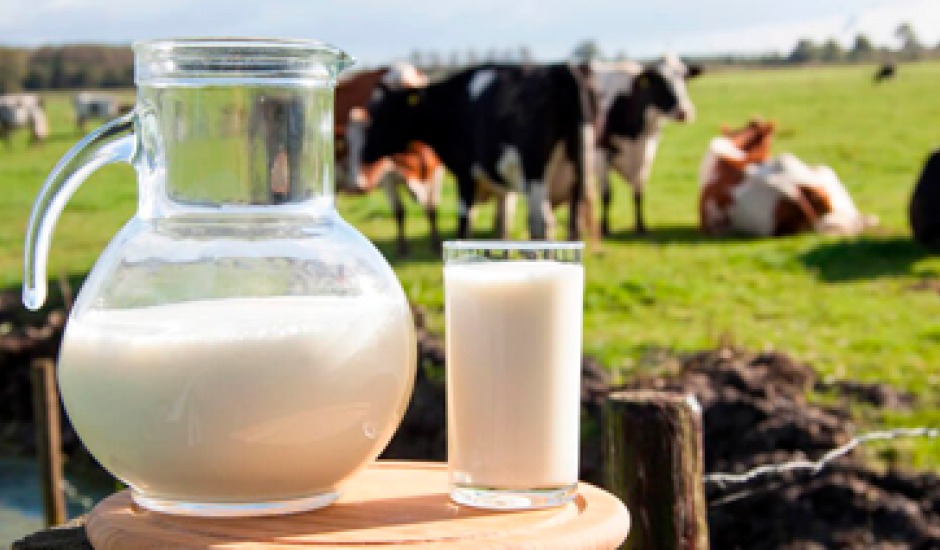 +PECUÁRIA BRASIL: como obter uma criação de gado de leite mais produtiva e rentável