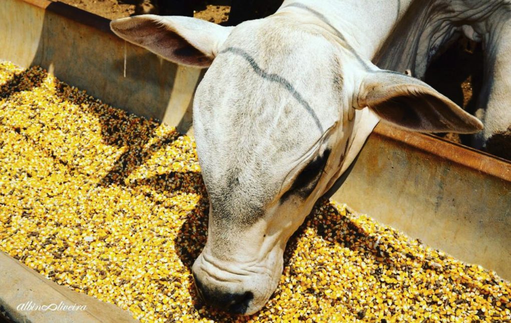 VENDAS EM BALCÃO: aporte de 200 mil ton de milho da Conab vai atender aos pequenos criadores afetados pela seca