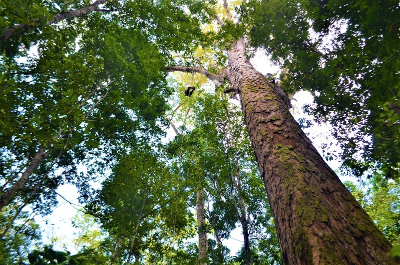DIA DA ÁRVORE: quem cuida de uma árvore, preserva a floresta inteira