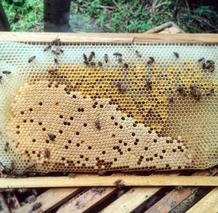 SELO ARTE: portaria do Mapa que regulamenta produtos artesanais é incentivo aos apicultores