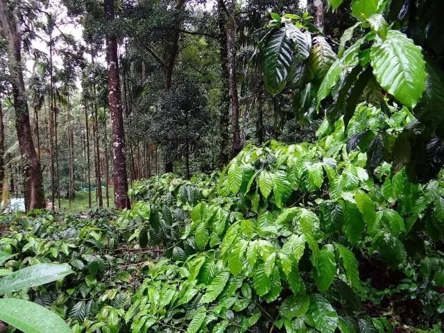 CAFÉ + PAU-BRASIL: consórcio das culturas é alternativa na produção agrofamiliar sustentável