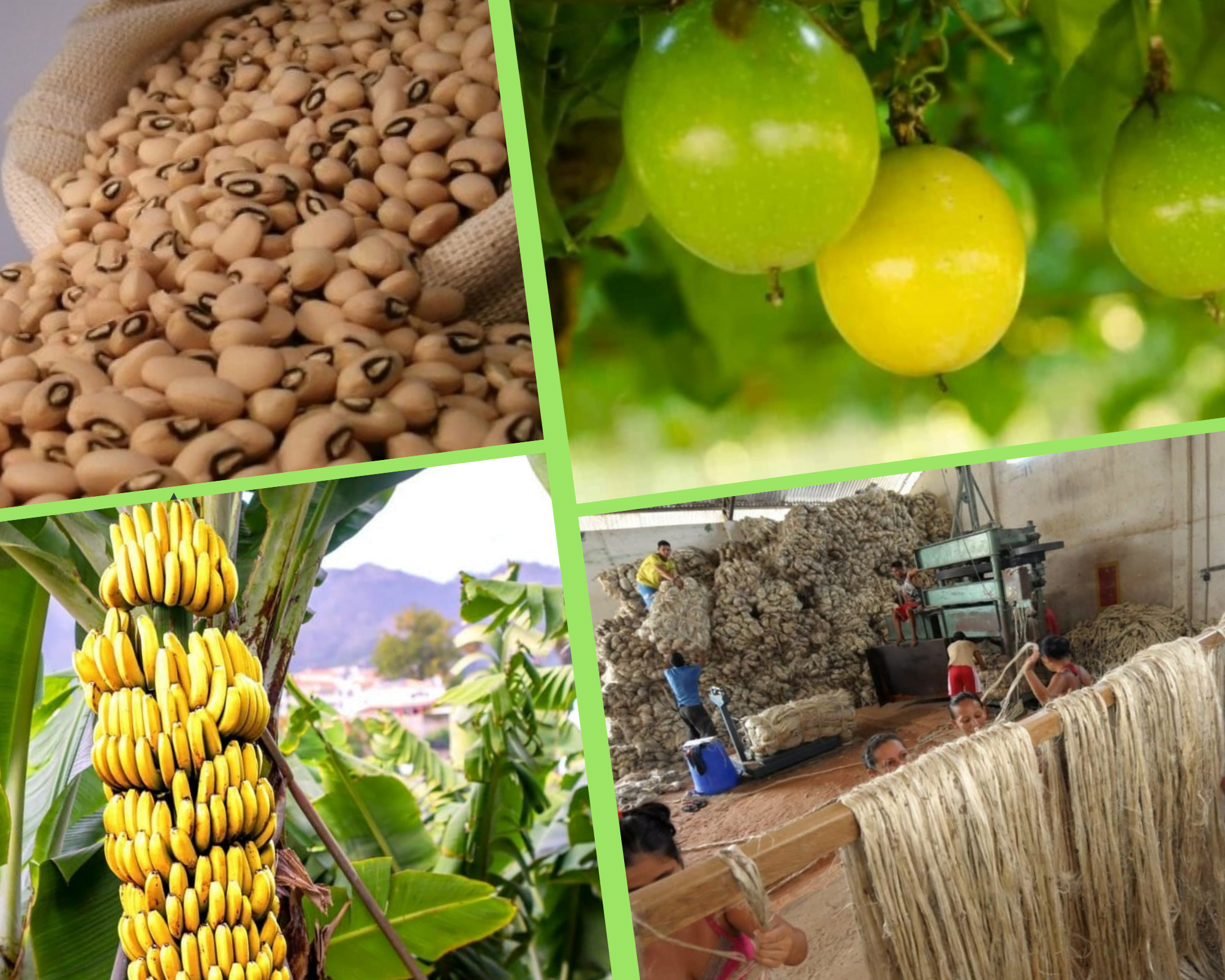 BÔNUS PRONAF: publicada lista do Programa de Garantia de Preços para agricultura familiar válida até 10 de abril￼