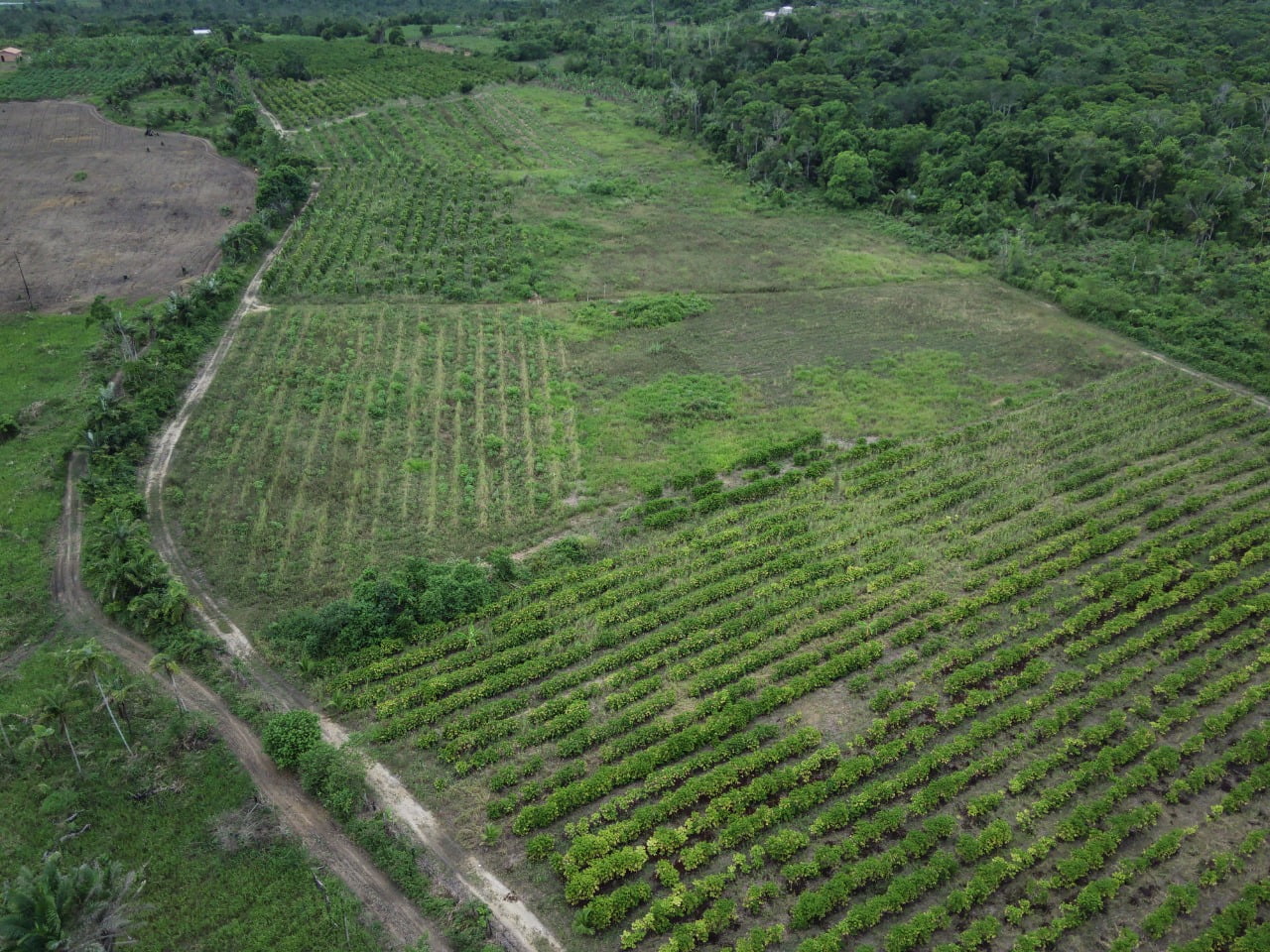 POVOS CONAFER: agricultores pataxó aliam produção de alimentos com reflorestamento via SAFs