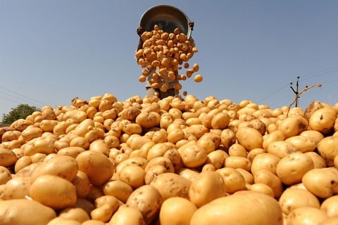 CULTIVARES CONAFER: a força da batata, a cultura tradicional da agricultura familiar que alimenta bilhões de pessoas no mundo