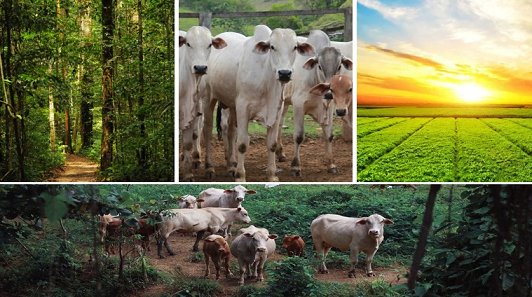 +PECUÁRIA BRASIL: sistema lavoura-pecuária-floresta (ILPF) aliado ao melhoramento genético impulsionam agropecuária de baixo carbono