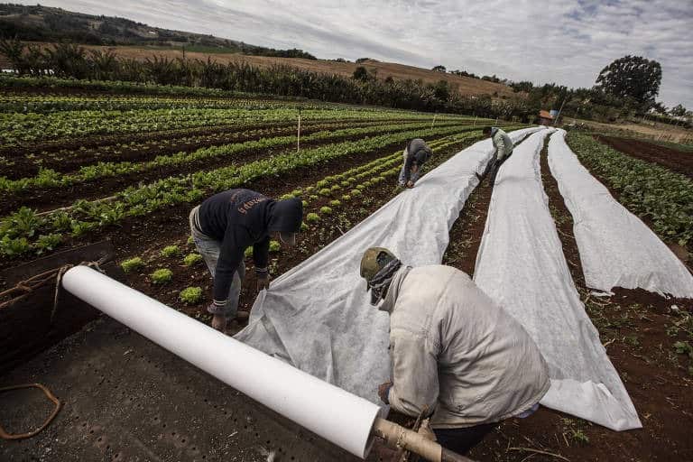 GEADAS À VISTA: a partir de hoje os agrofamiliares do Sul, Sudeste e Centro-Oeste devem proteger suas lavouras do frio intenso