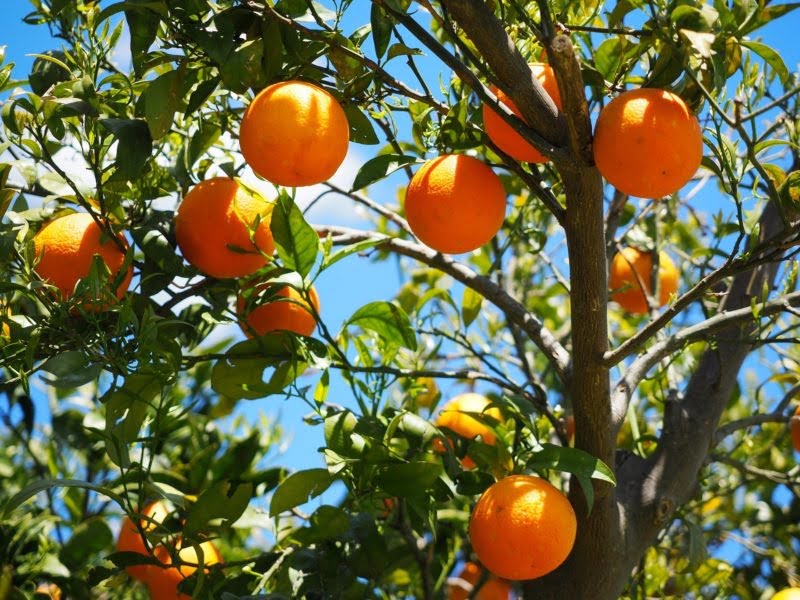 BÔNUS PRONAF: lista de setembro tem validade até 9 de outubro e destaca laranja com 39,62% de desconto