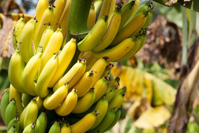 BÔNUS PRONAF: lista de outubro vale até 9 de novembro e destaca a banana com desconto de até 47,02%