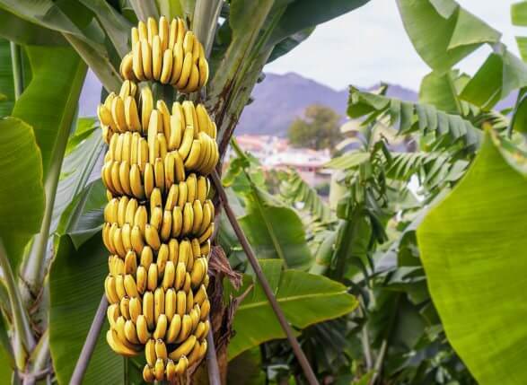BRS TERRA-ANÃ: Embrapa desenvolve novo cultivar com mais produtividade e qualidade para a banana-terra
