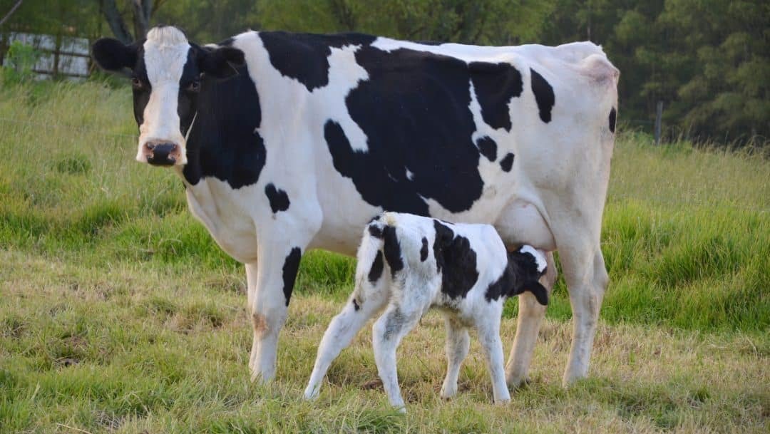 +PECUÁRIA BRASIL: estudo da Embrapa mostra baixa emissão de carbono na pecuária leiteira