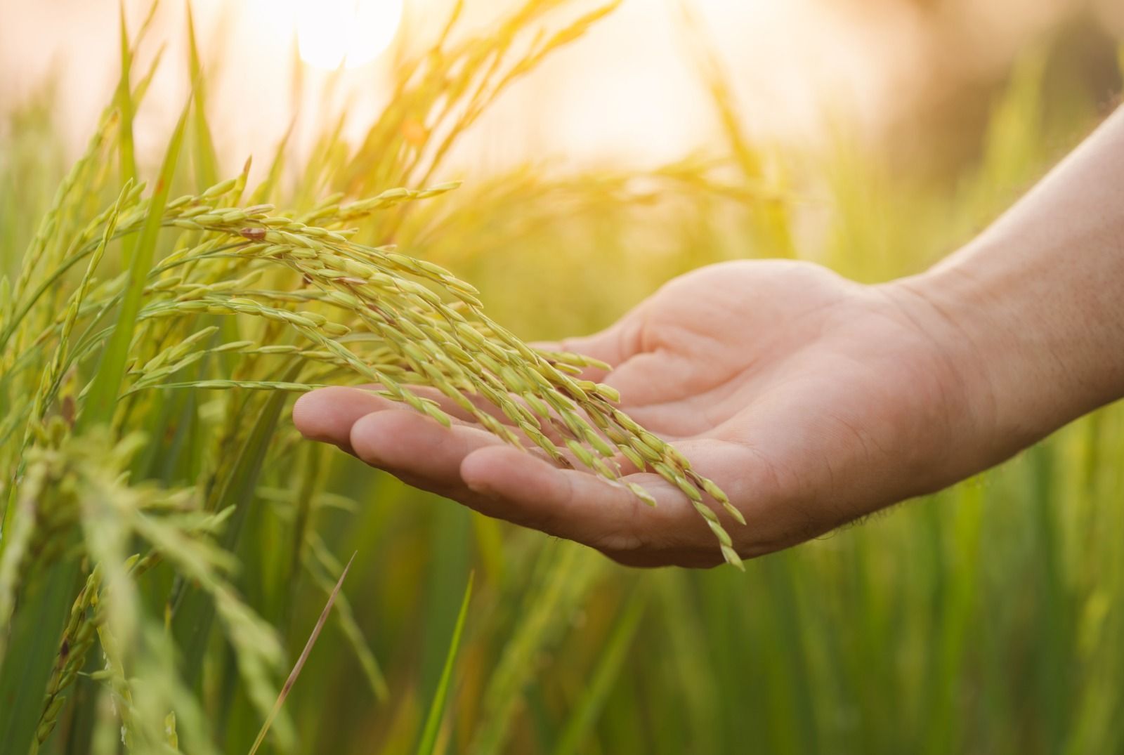 Atividades agrícolas dos Estados Unidos