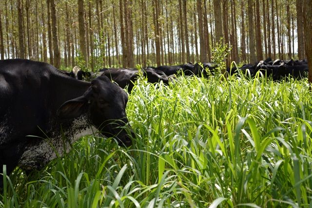 AMAZÔNIA AGROPECUÁRIA: plano do Mapa quer promover cadeias produtivas sustentáveis e gerar renda aos agrofamiliares