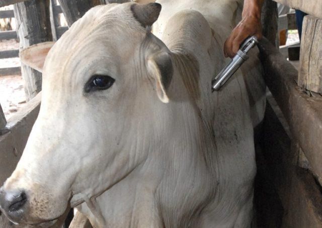 +PECUÁRIA BRASIL: vacinação contra aftosa começa 1º de maio para 73 milhões de bovinos e bubalinos