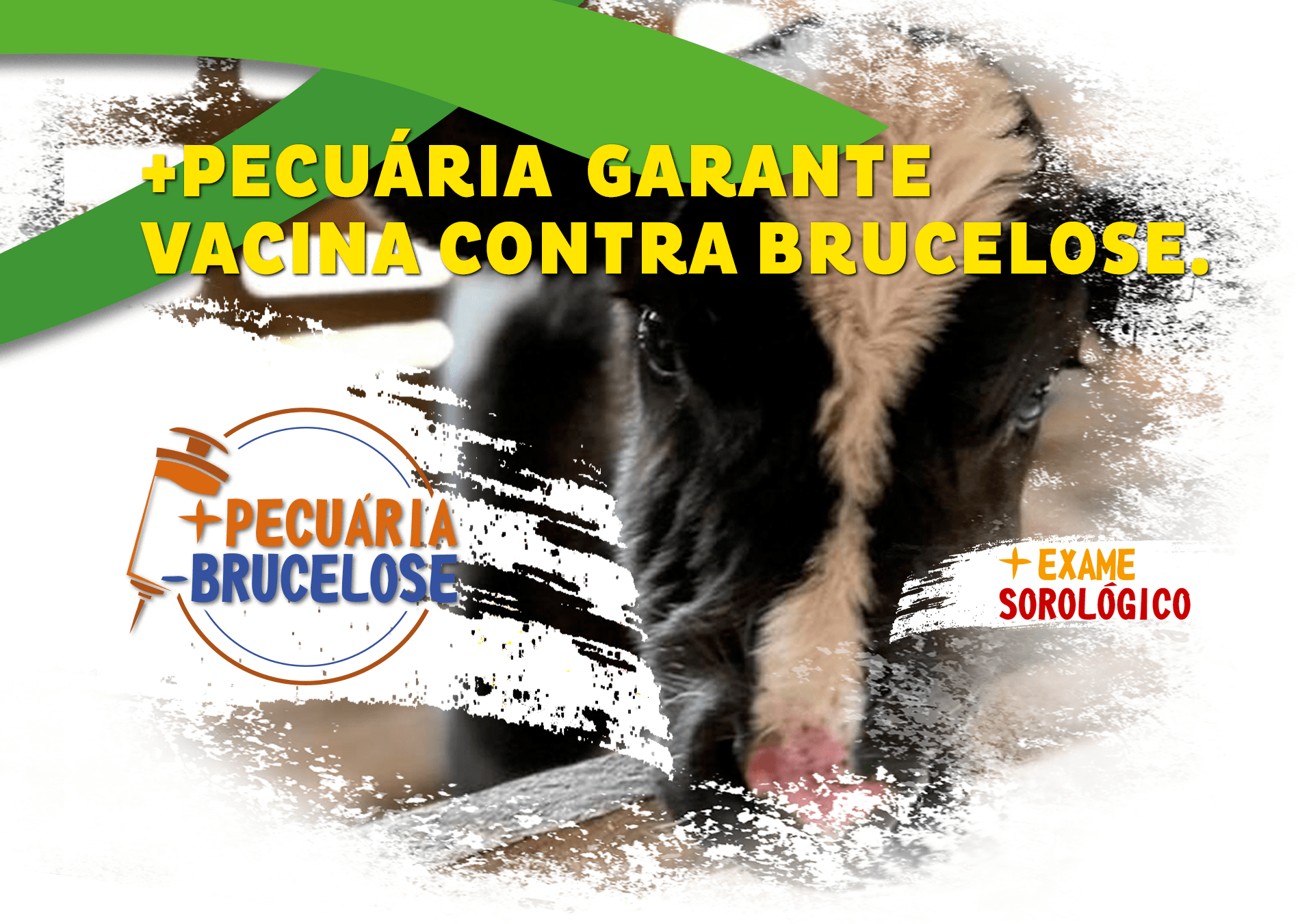 +PECUÁRIA BRASIL: campanha contra a Brucelose bovina garante a imunização com exame sorológico e vacina RB 51