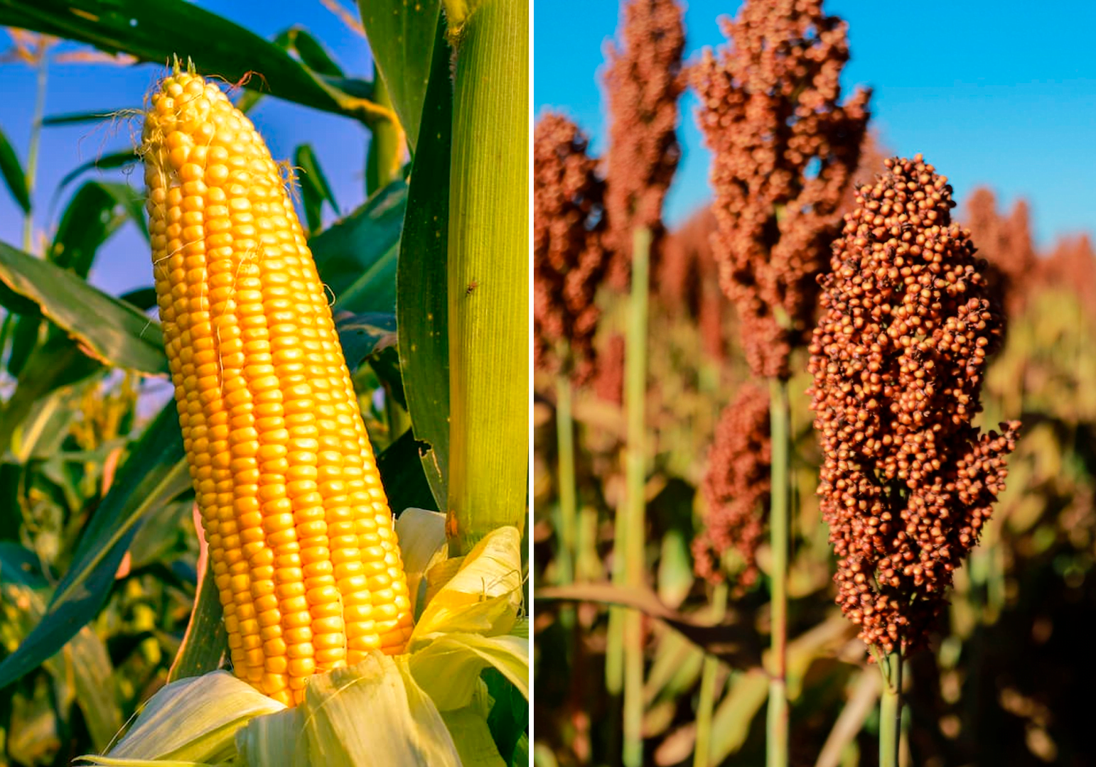 GENÉTICA NO CAMPO: Embrapa desenvolve novas cultivares de milho e sorgo com potencial produtivo elevado
