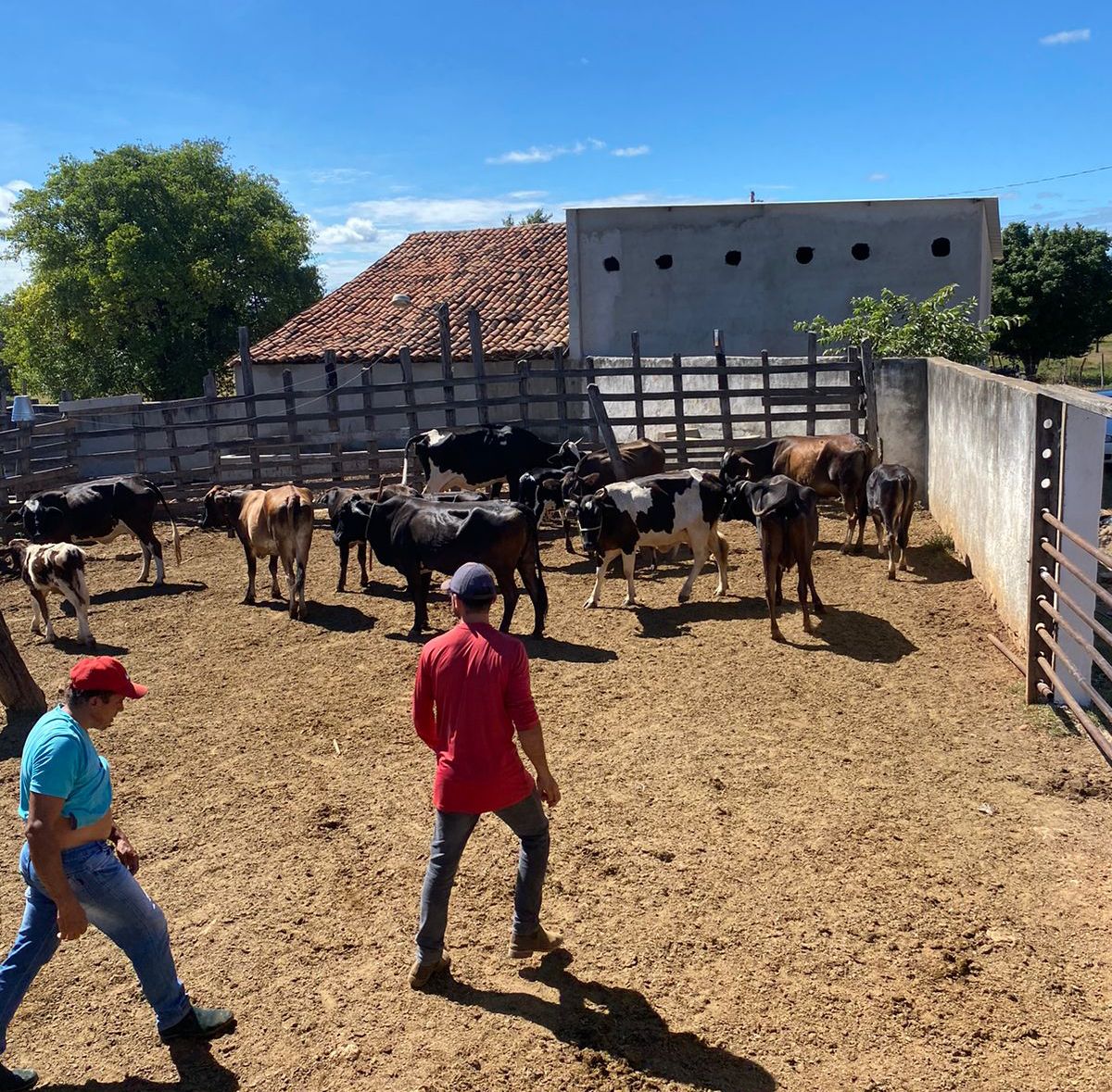 +PECUÁRIA BRASIL: eficiência do programa revoluciona a pecuária agrofamiliar em São José da Lagoa Tapada-PB