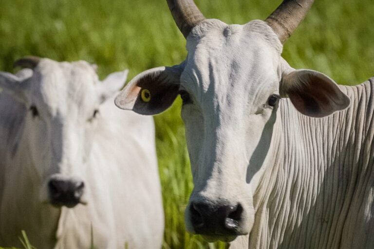 +PECUÁRIA BRASIL: mercado interno de carne bovina cresce 8,6% e atinge 6,23 milhões de toneladas