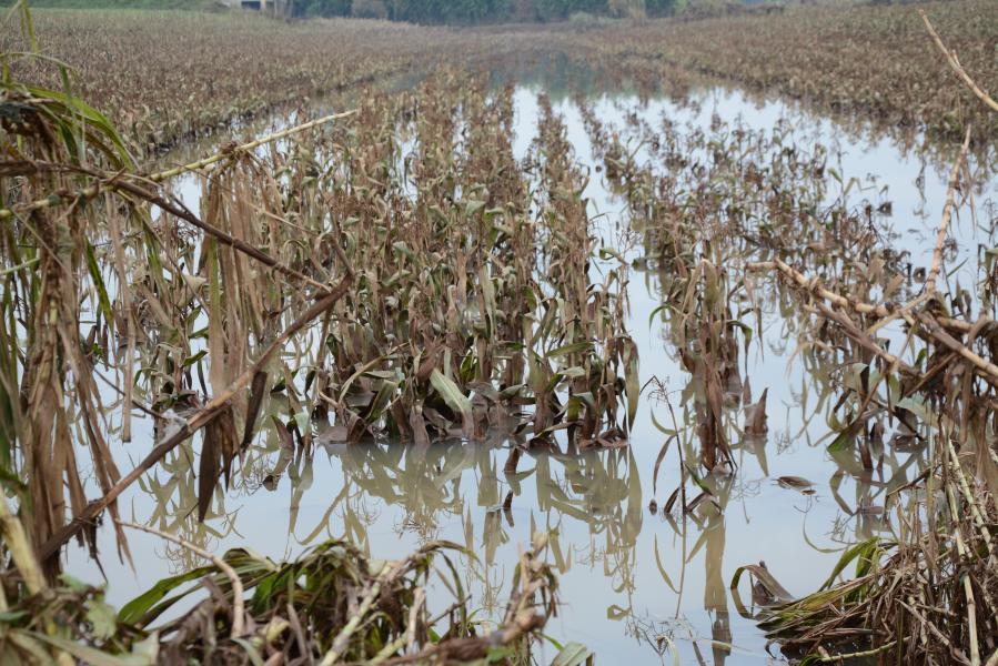 MUDANÇAS CLIMÁTICAS: anistia para agricultores familiares atingidos por catástrofes é aprovada em comissão