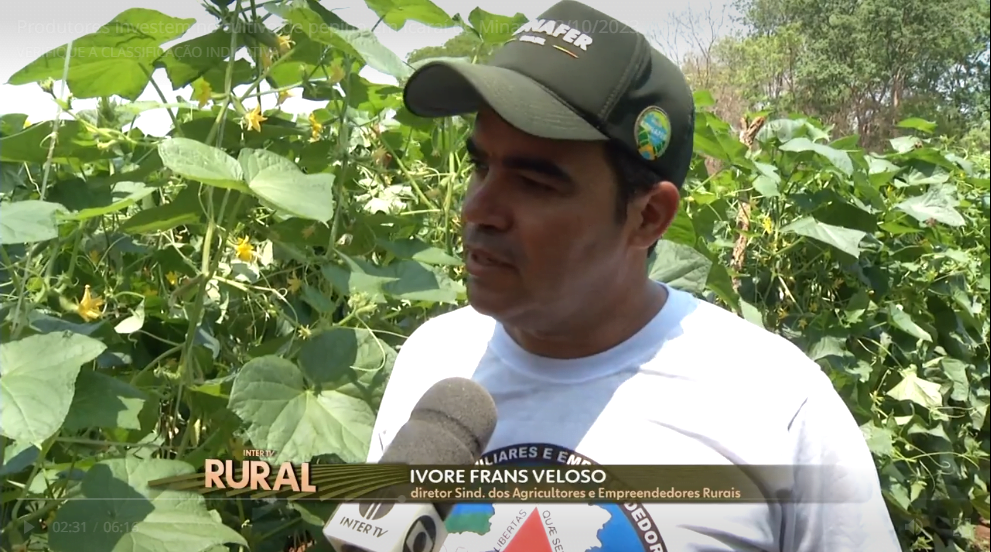 DEU PEPINO: SAFER Icaraí de Minas, filiada à CONAFER, é referência nacional no cultivo do pepino