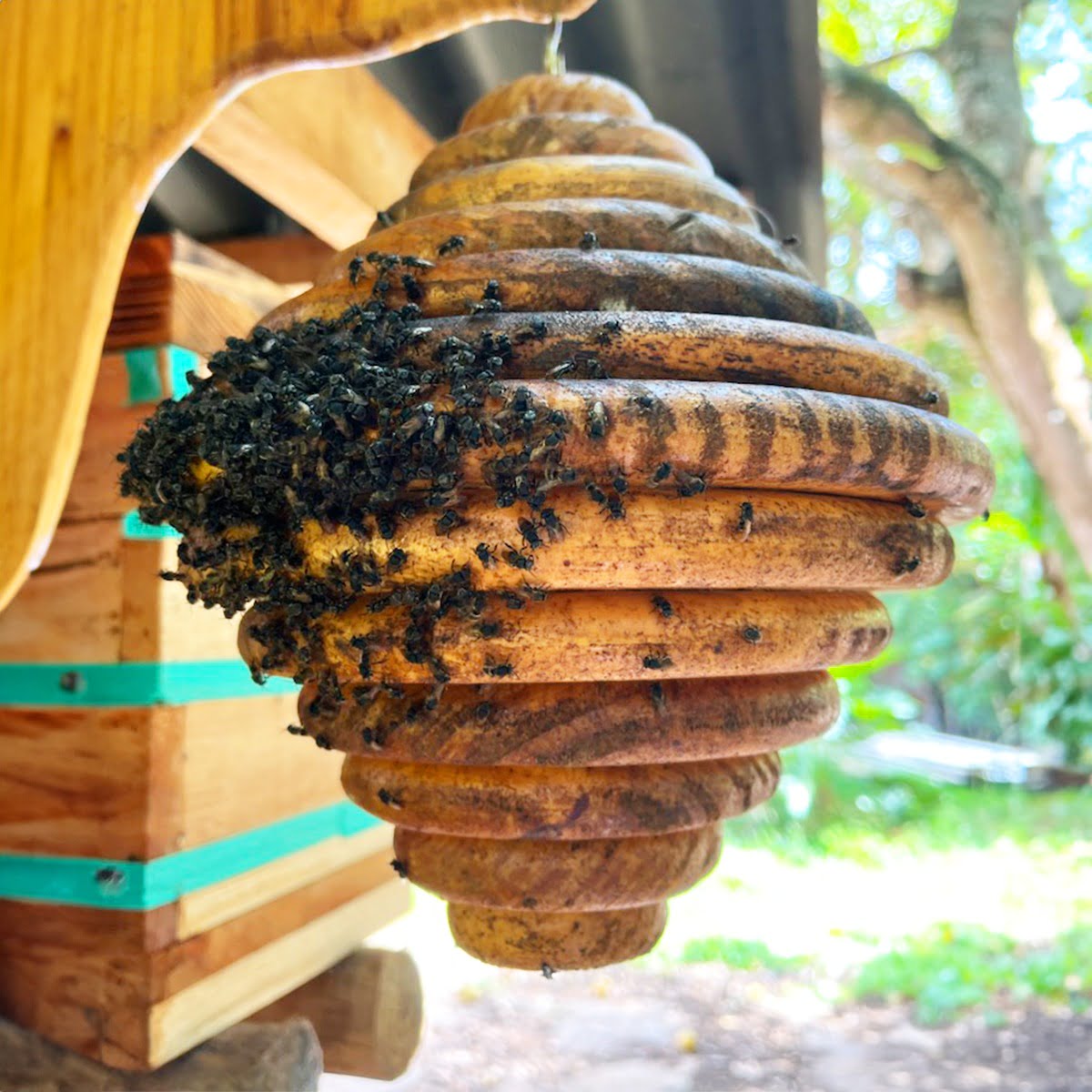 +MELIPONA BRASIL: programa inédito de abelhas sem ferrão inicia suas atividades no Distrito Federal
