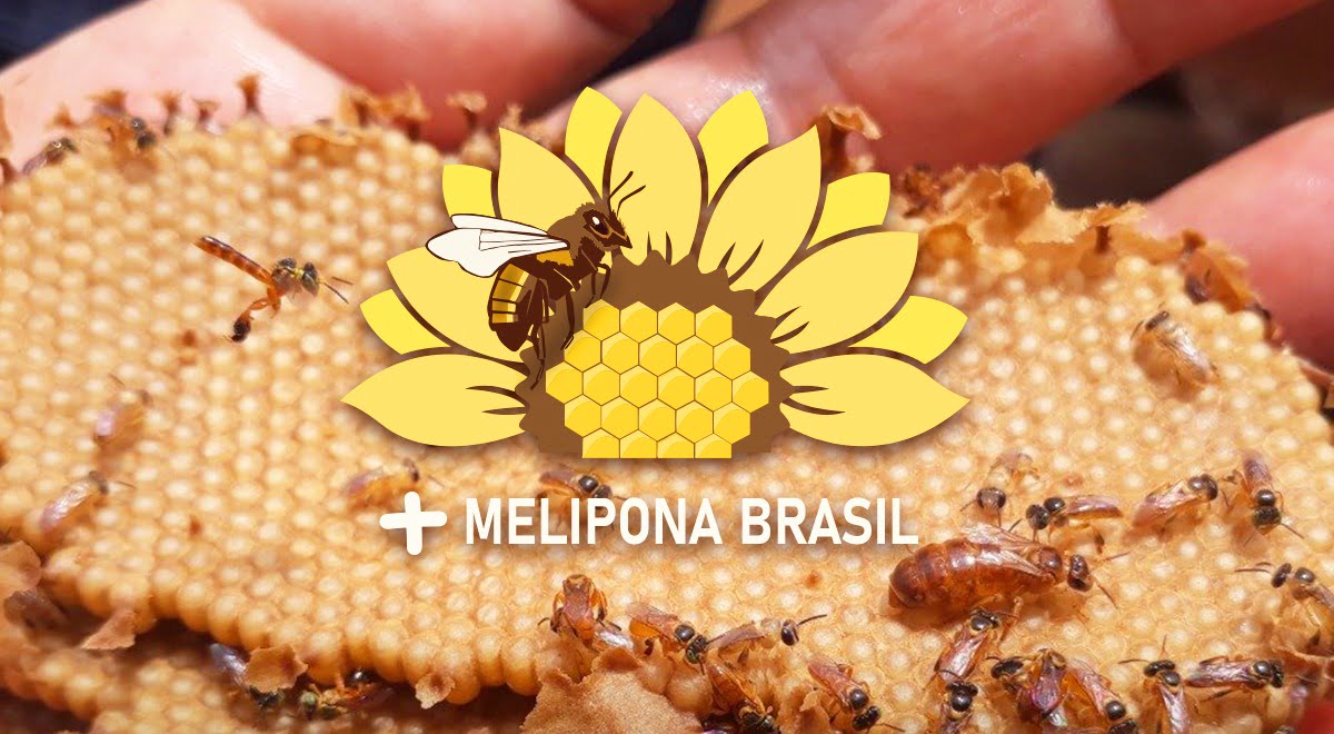 +MELIPONA BRASIL: programa nacional da CONAFER abre questionário para adesão de novos produtores de mel