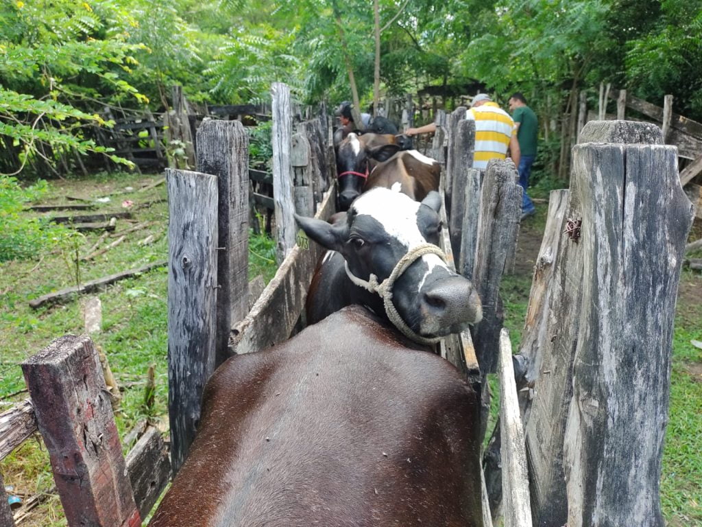 +PECUÁRIA BRASIL: nova fase do programa inicia em João Pessoa-PB com a preparação de 65 vacas para a inseminação