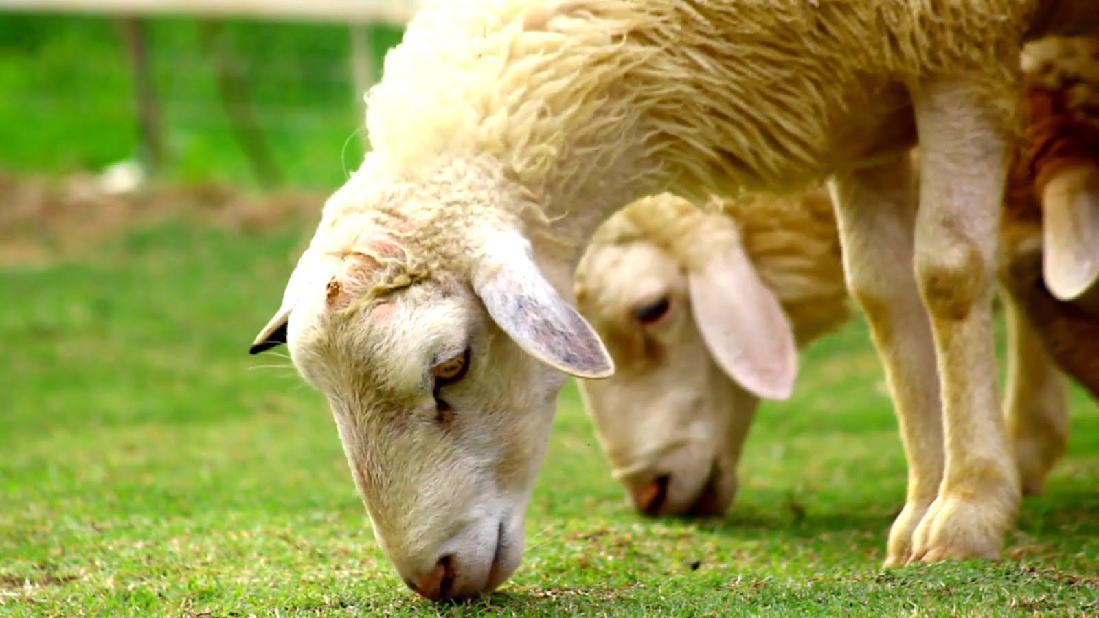 +GENÉTICA NO SERTÃO: CONAFER celebra programa inédito para caprinos e ovinos
