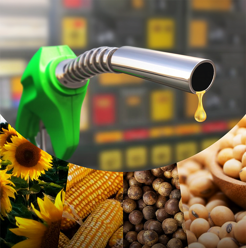 SELO BIOCOMBUSTÍVEL SOCIAL: nacionalização da produção de biodiesel ajuda setor agrofamiliar