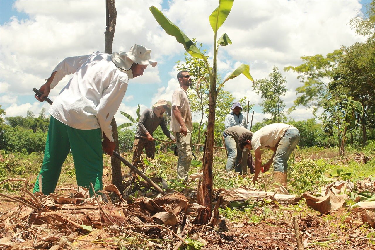 GUARDIÕES DO CLIMA: mutirão trata agroflorestas e produção sustentável com olhar ancestral