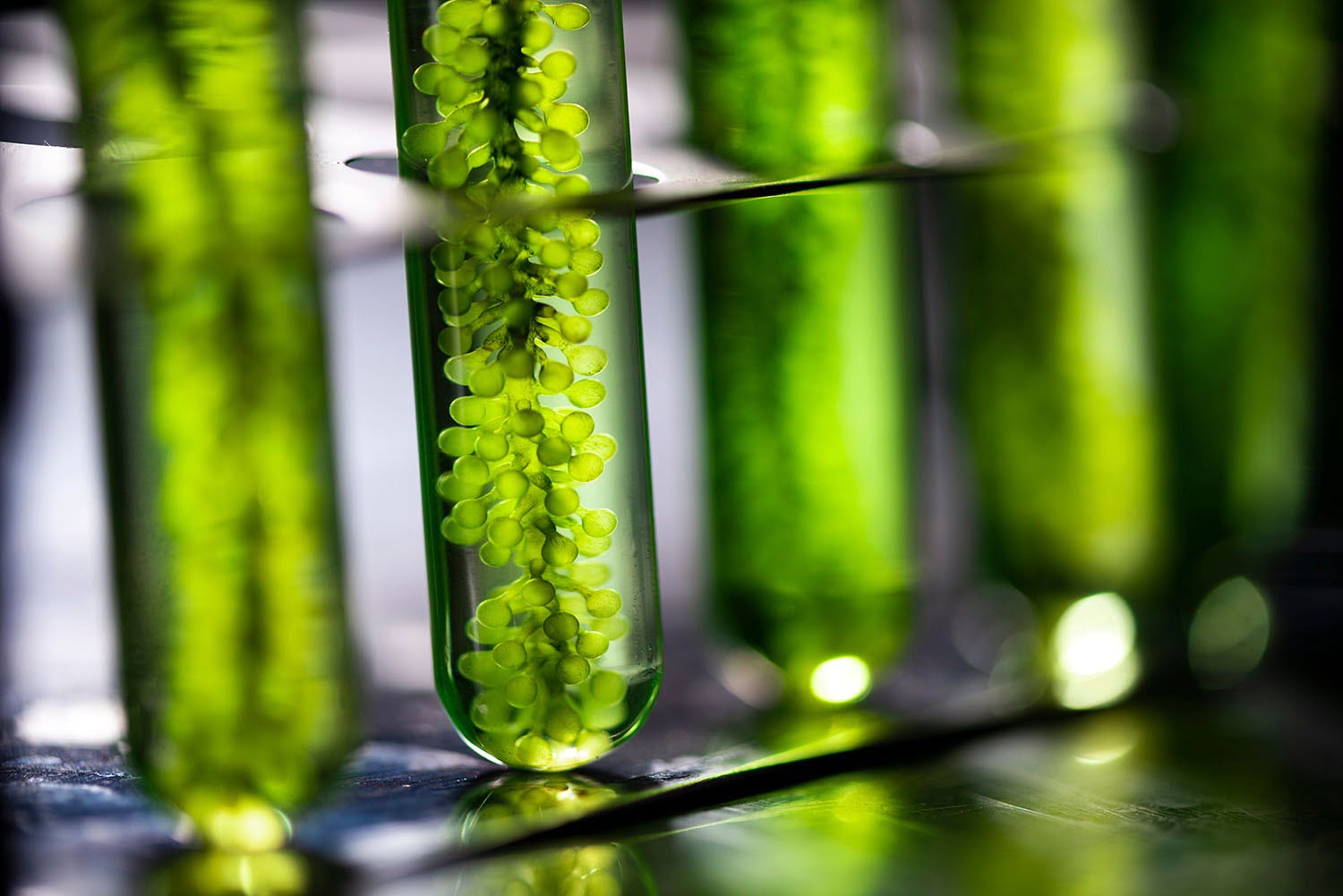 RESPIRE FUNDO: você sabe o que são biocombustíveis? veja suas vantagens e desvantagens