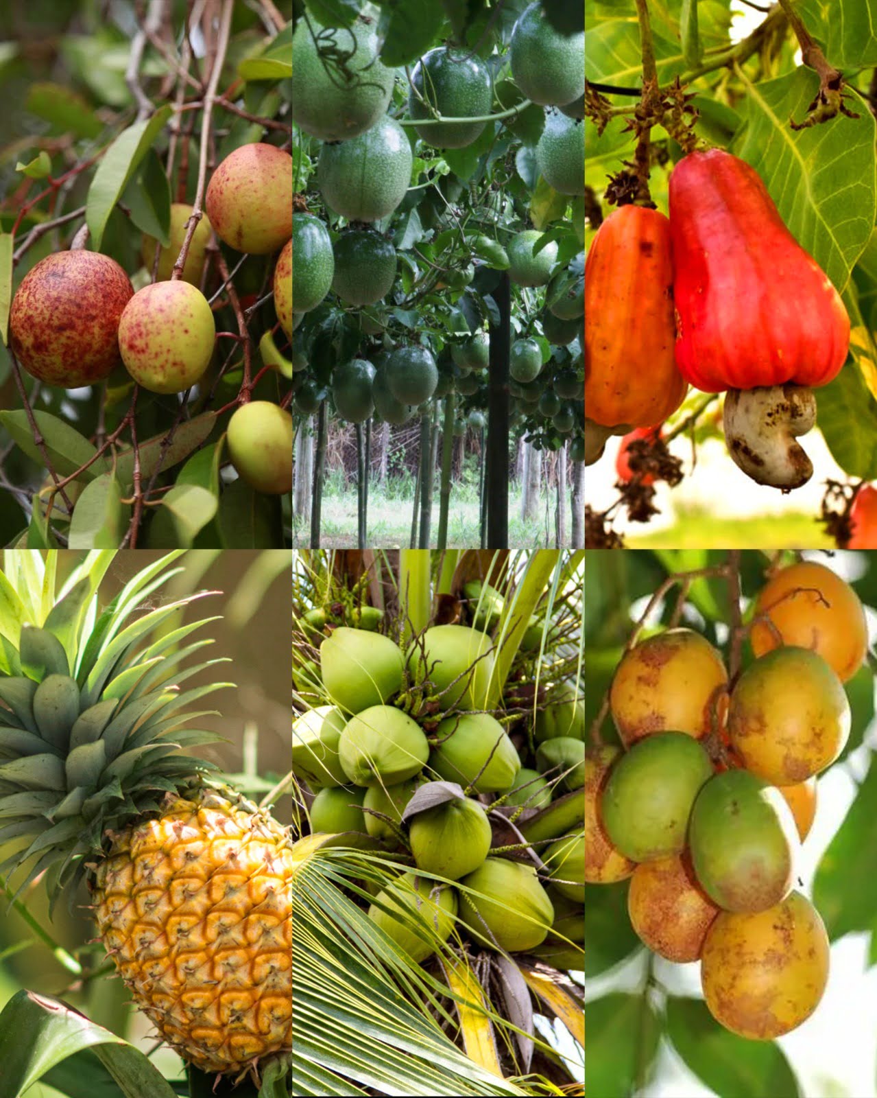 CONAFER POTIGUAR: filiados em Pureza-RN produzem toneladas de frutas em assentamentos